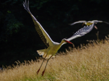 04-Storch
