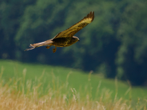 10-Bussard