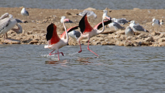 Flamingo_02