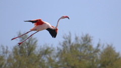 Flamingo_03