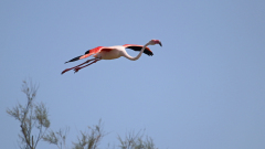 Flamingo_04