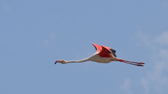 Flamingo_05