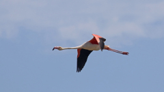 Flamingo_06