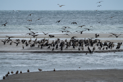 01Kormorane_Strand