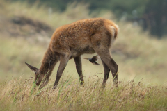 05Hirschkalb_mit_Star