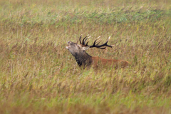 07roehrender_Hirsch