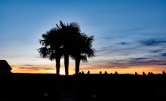 Palmen-wie-im-Sueden