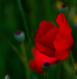 Mohn-ganz-nah