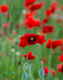 Mohn-mal-offen