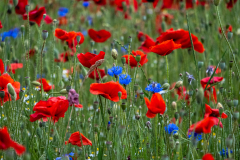 Mohn-mit-Kornblumen