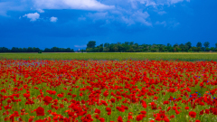 Mohn-und-blauer-Himmel