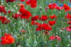 Mohn