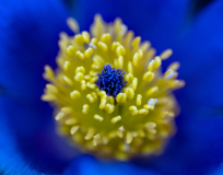Kuechenschelle-Pulsatilla