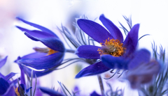 Pulsatilla-vulgaris