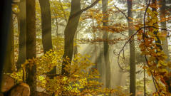‌Herbstnebel-im-Hochwald