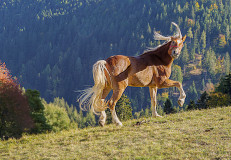 Haflinger-Temperamentausbruch