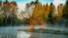 Morgenstimmung-am-Weiher