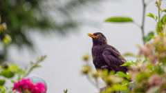 Amsel-im-Abendlicht