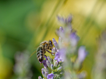 Biene-auf-Lavendel-mit-Wind