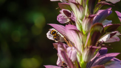 Hummel-auf-Akantus-Bluete