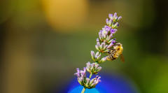 Hummel-auf-Lavendel-1