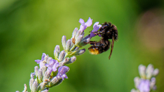 Hummel-auf-Lavendel