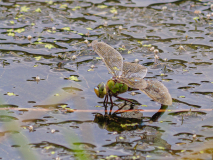 Kleine-Koenigslibelle