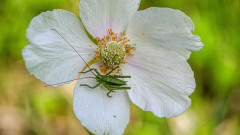 Anemone-mit-Heuschrecke