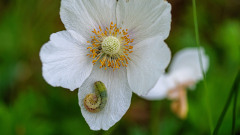 Anemone-mit-Raupe