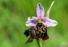 Bienen-Ragwurz-mit-Kaefer