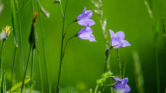 Glockenblumen-im-Gegenlicht