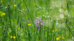 Knabenkraut-in-der-Blumenwiese