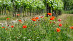 Mohn-in-den-Reben