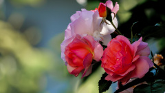 Rosen-im-zarten-Licht