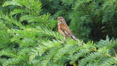 Seltener-Bluthaenfling-in-meinem-Garten