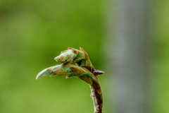 ‌Buchenblatt-Knospen