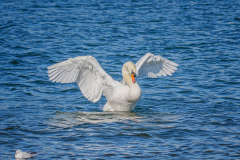 Schwan-in-Imponierhaltung