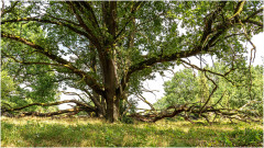 Lueneburger-Heide_6086_A-7R-III