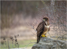 Maeusebussard_4359_A-7R-III-Bearbeitet