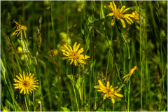 Garten-Schwarzwurzel_Liliental_-Ihringen_Kaiserstuhl-_08665_A-7R-III