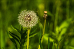 Loewenzahnpflanze-„Pusteblume_Liliental_-Ihringen_Kaiserstuhl-_08670_A-7R-III