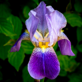 Schwertlilie_Liliental_01420_A-7R-III