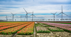Tulpenfelder_01321_A-7R-III