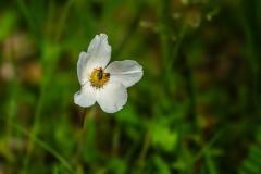 Windroeschen_Liliental_01397_A-7R-III