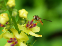 Wassertropfen-10