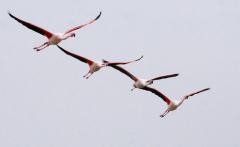 Camargue-1