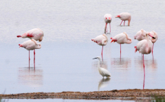 Camargue-2
