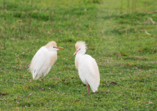 Camargue-3