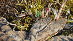 Aspisviper-04