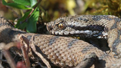 Aspisviper-18